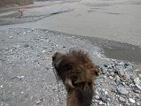 08 Riding A Camel To Cross The Shaksgam River On The Trek To Gasherbrum North Base Camp In China 